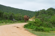 06 - Addo Elephant NP (2)